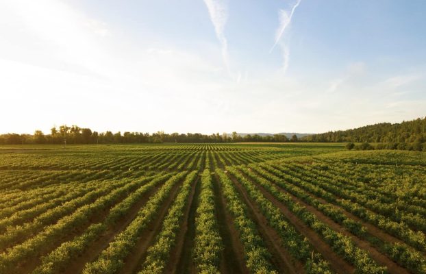 Benefits of Natural Disinfection in Agricultural Practices