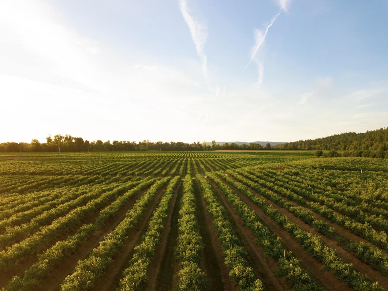 Benefits of Natural Disinfection in Agricultural Practices