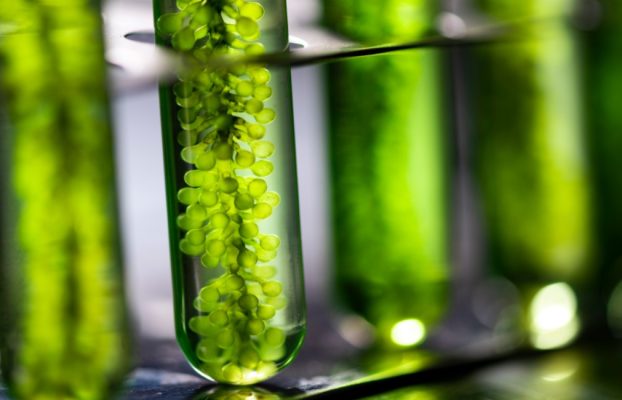 How Microalgae Blends Improve Crop Yields and Soil Health