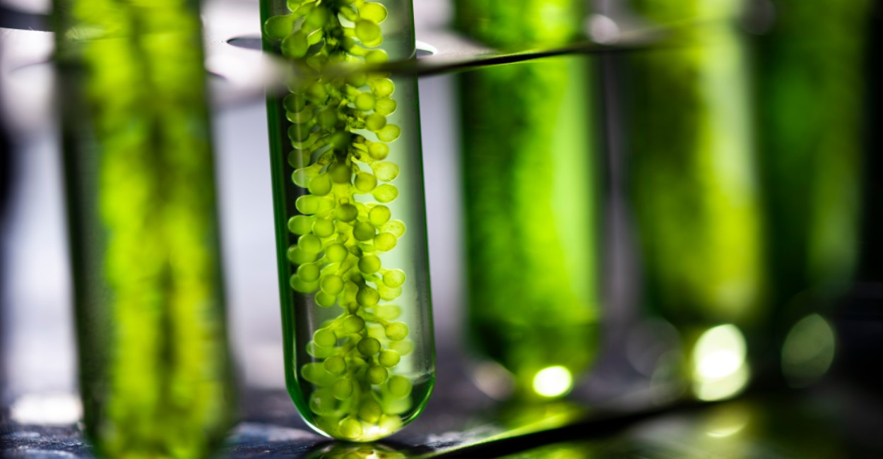 How Microalgae Blends Improve Crop Yields and Soil Health